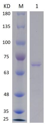 8% SDS-PAGE analysis profiles of purified RL2_PA3535-615-995_PA3535-31-259 (CBB stained).